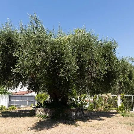 Apricus Domum Διαμέρισμα Κάτω Κορακιάνα